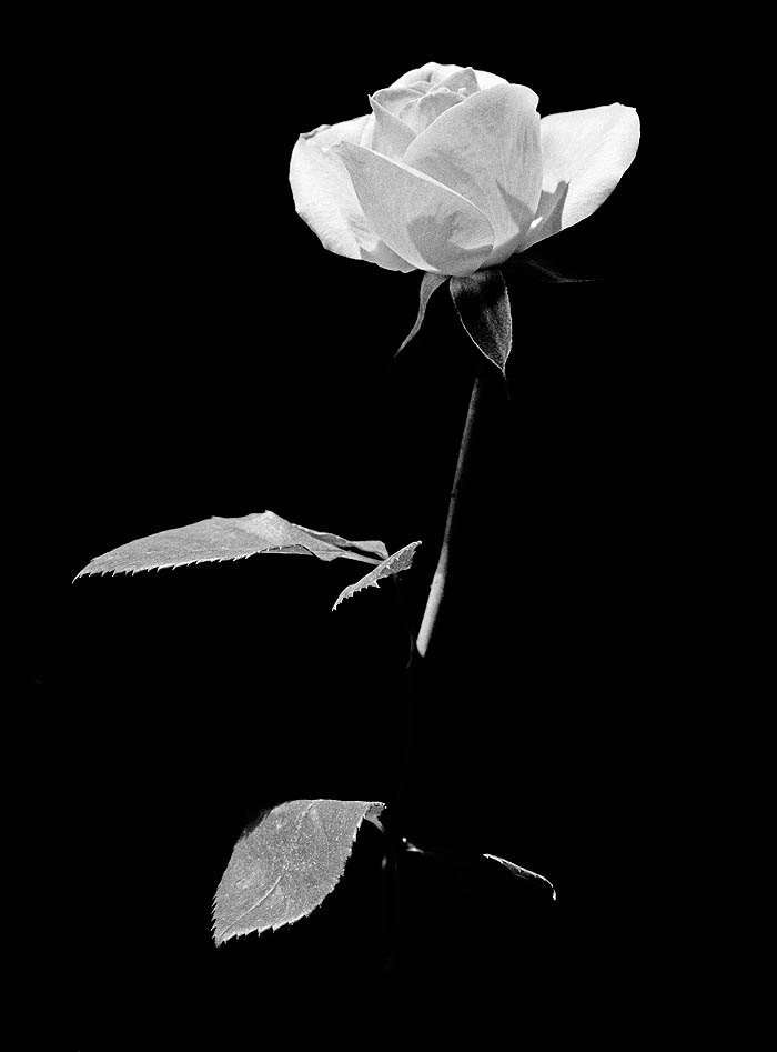 White_rose